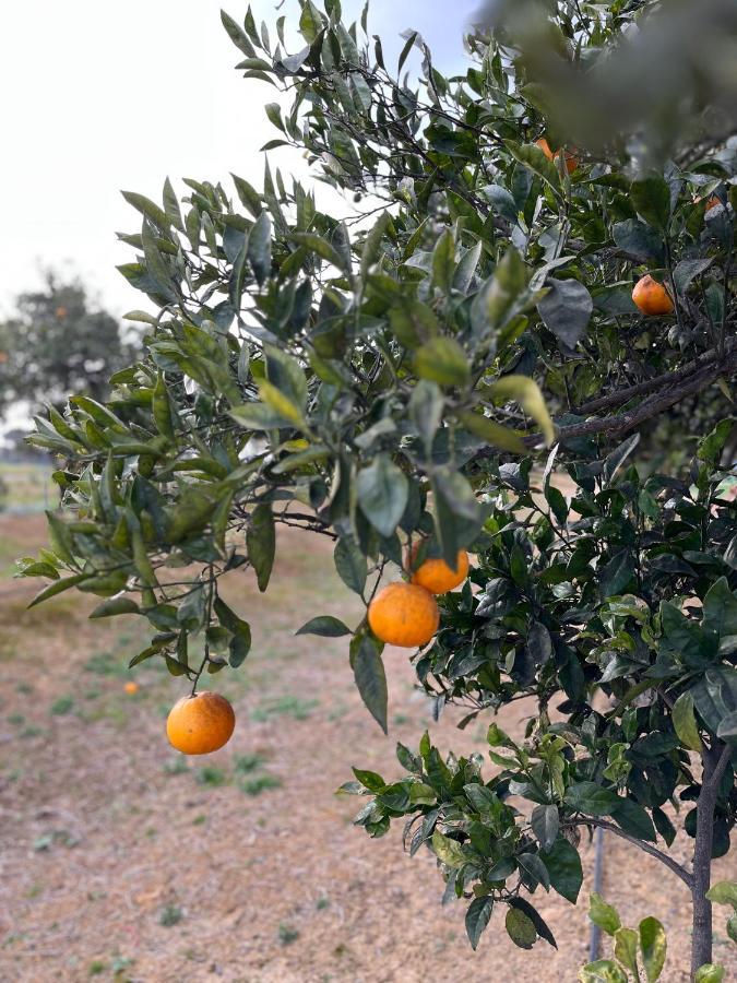 Agua De Verano San Bartolomé de la Torre エクステリア 写真